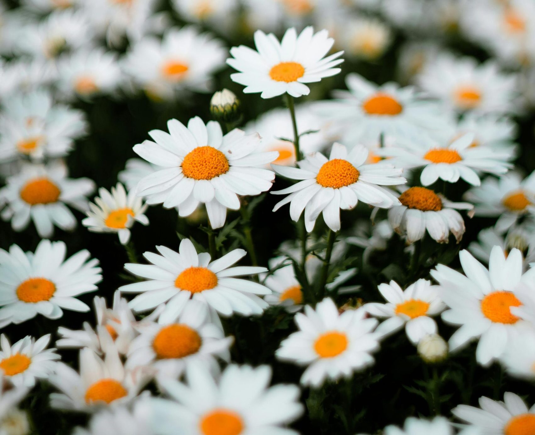 The Benefits of Chamomile